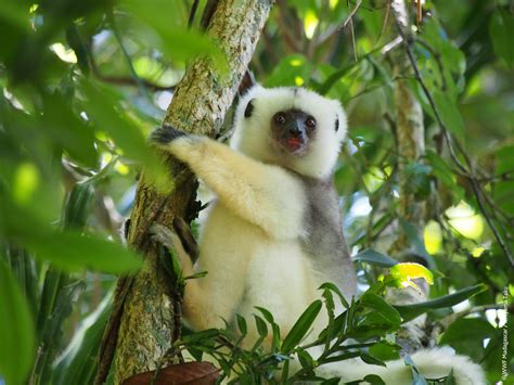 WWF Madagascar - Lemur Conservation Network