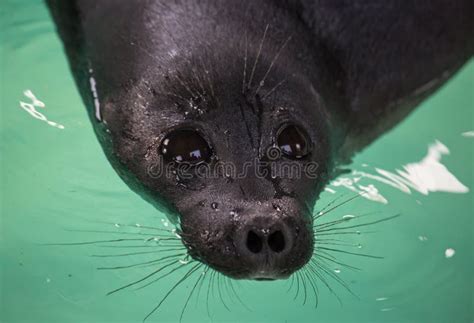 Foca Baikal O Nerpa Endémica Del Lago Baikal Mirando A La Cámara Con