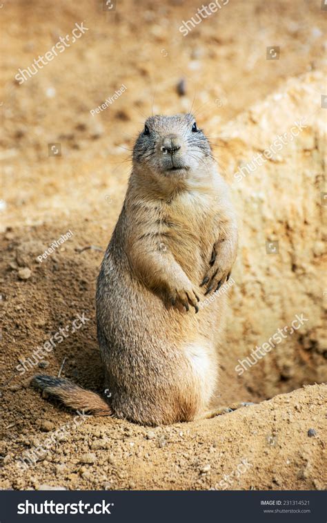 The Groundhog (Marmota Monax), Also Known As A Woodchuck, Whistle-Pig ...