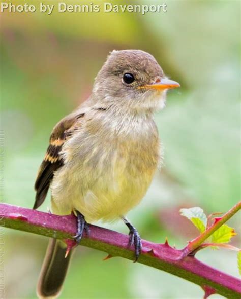 Willow Flycatcher - East Cascades Audubon Society