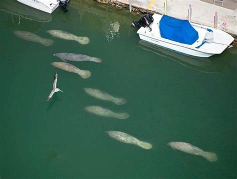 Manatees, in the Florida Keys. You'll see many of these in Miami's