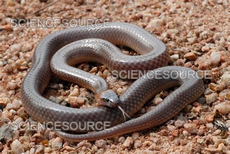 Orange-naped Snake | Stock Image - Science Source Images