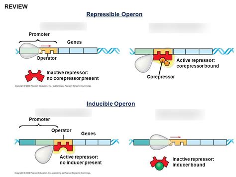 repressible operon PROKARYOTES Diagram | Quizlet