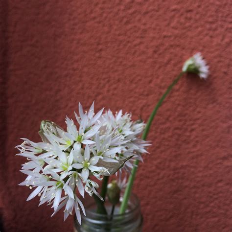 images petal flora floristry macro photography flowering