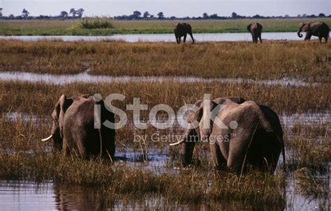 Chobe River Elephants Stock Photo | Royalty-Free | FreeImages