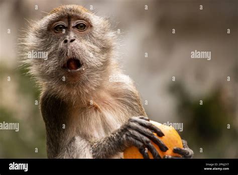 The Crab Eating Macaque Macaca Fascicularis Also Known As The Long