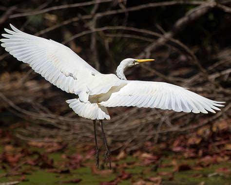 Egret In Flight Photograph By Mr Bennett Kent