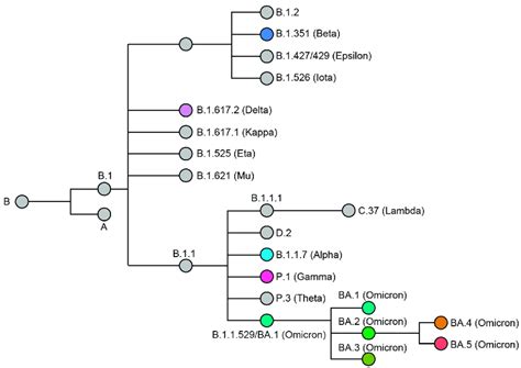 Phylogenetic Relationship Of Named Sars Cov Variants Variants Of