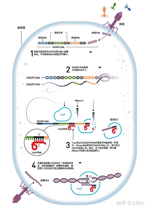 官方解读：2020年诺贝尔化学奖（基因组编辑方法）