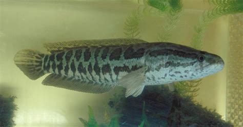 Northern Snakehead Profile And Resources Invasive Species Centre