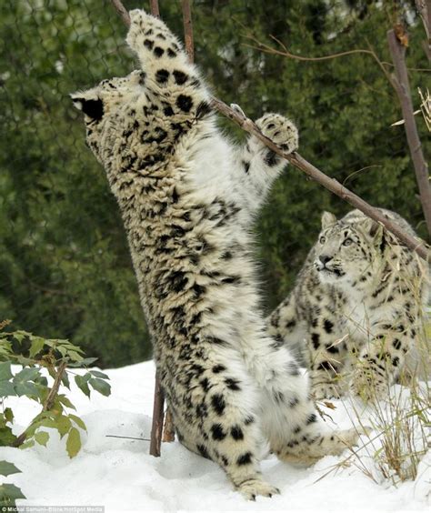 Captive Breeding Programs For Snow Leopards Diet Couturenews