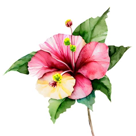 Charming Hibiscus With Dew Drops Hibiscus Watercolor Soft Petals