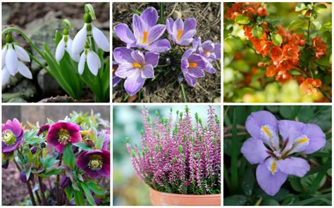 Gorgeous Winter Flowering Perennials Garden Lovers Club