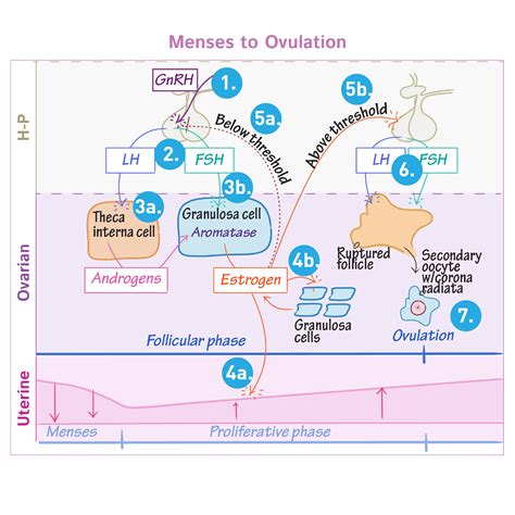 Physiology Glossary Menstrual Cycle Ovarian And Uterine Cycles