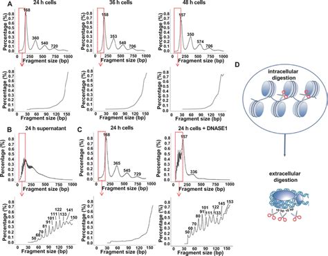 Cfdna Fragmentation Is A Two Step Process Involving Successive