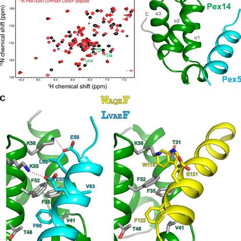 (PDF) A Novel Pex14 Protein-interacting Site of Human Pex5 Is Critical ... 