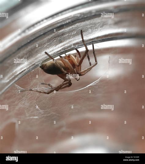 Yellow sac spider Stock Photo - Alamy