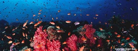 Top 5 Snorkeling Spots in Fiji | Holbrook Travel | Snorkeling, Fiji ...