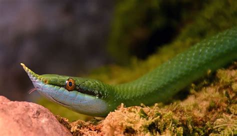 10 Horned Snakes Species Found On Earth - Snake Radar