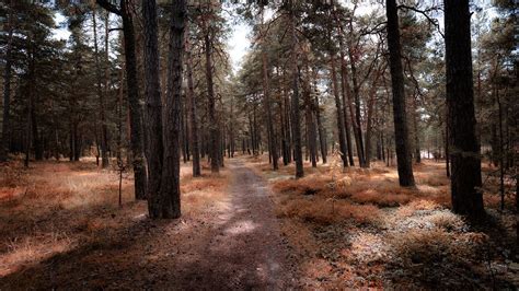 Bosque Árboles Naturaleza Foto Gratis En Pixabay Pixabay