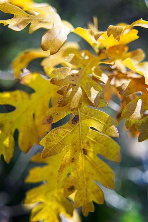 Oak Tree Leaves Displaying Their Fall Color Stock Photo - Image of ...