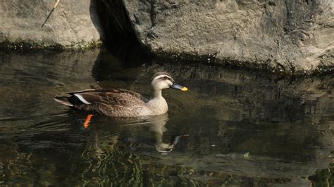 Canard Le Colvert Nouveau Photo Gratuite Sur Pixabay Pixabay