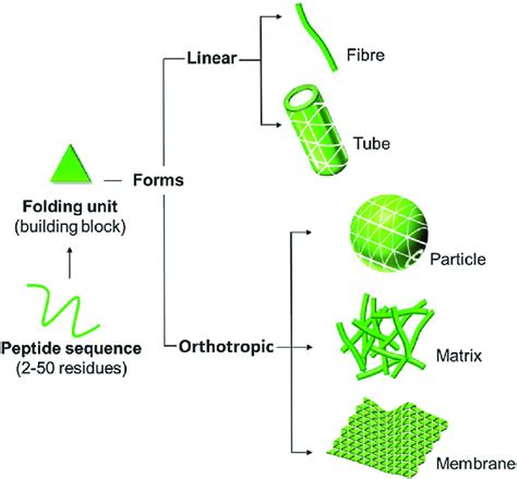 Schematic Representation Of Self Assembly Topologies Linear And Download Scientific Diagram