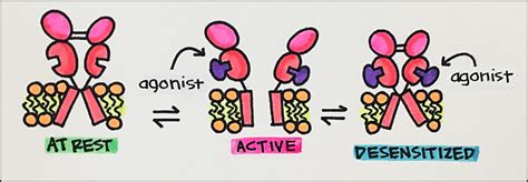 16 Receptor Regulation Principles Of Pharmacology Study Guide