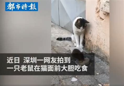 老鼠明目张胆在猫前吃饭，猫畏首畏尾不敢动最后还被吓跑，网友：丢尽猫脸 北晚新视觉