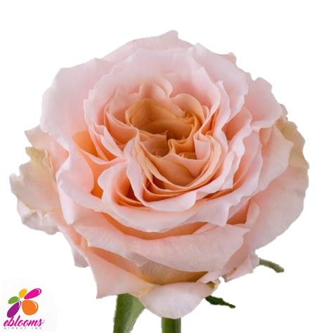 Shimmer Peach Rose Variety – Eblooms Farm Direct Inc.