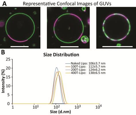 Preparation And Characterization Of Guvs And Liposomes A Typical