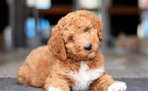 Irish Doodle Breeders in the US [Top 8 Picks 2024] - The Dogs Journal