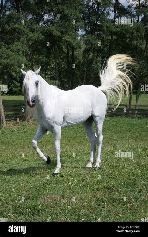 Horse is pawing ground hi-res stock photography and images - Alamy