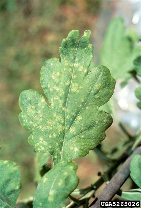 Chrysanthemum White Rust Puccinia Horiana