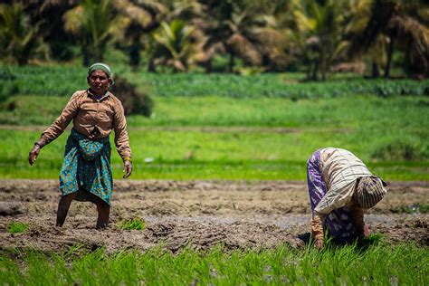 Pictures Of Indian Farmers Working In Fields