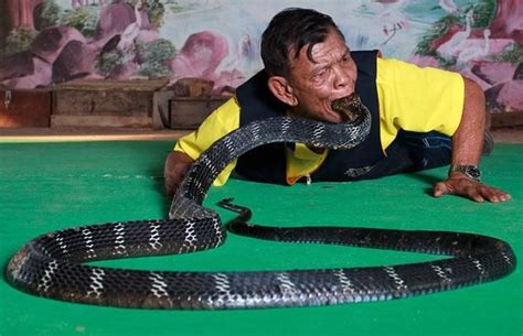 Un Hombre Besa A Una Cobra Reina De 35 Metros Waanka King Cobra