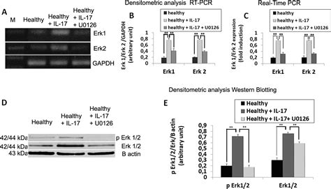 TGFβ1 Smad canonical and Erk noncanonical pathways participate in