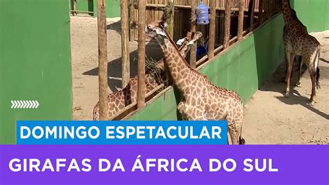 Veja imagens inéditas da perícia de girafas trazidas da África do Sul