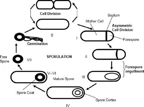 Figure From Highlights Of The Genetics And Importance Of Bacillus