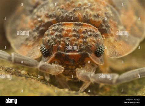 Isopod face hi-res stock photography and images - Alamy