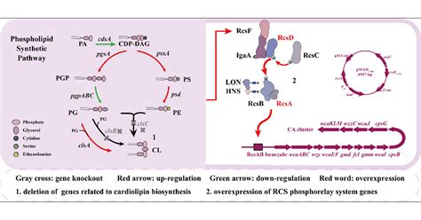 Regulating Cardiolipin Biosynthesis For Efficient Production Of Colanic