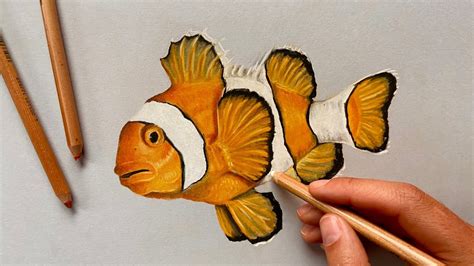 Realistic Clown Fish Drawing