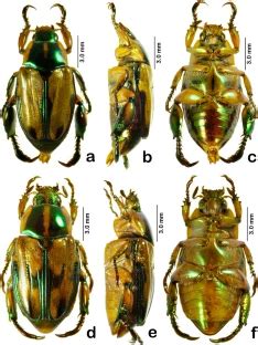 The Coleopterists Society On Twitter Literaturenotice Da Silva