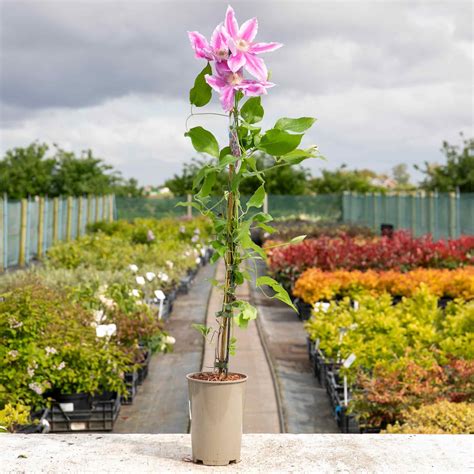 Clematis 'Bees Jubilee' - 2L Plant | Buy Clematis Plants Online