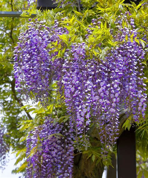 Take A Look At This Live Wisteria Amethyst Falls Tree Today