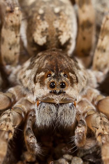 Wolf Spider Arctosa Littoralis BugGuide Net