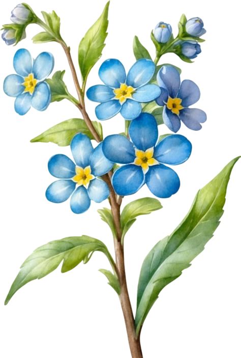 Ai Generated Watercolor Paintings Of Wood Forget Me Not Flowers Ai Generated 34904077 Png