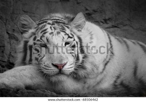 Funny White Tiger Stock Photo 68506462 | Shutterstock