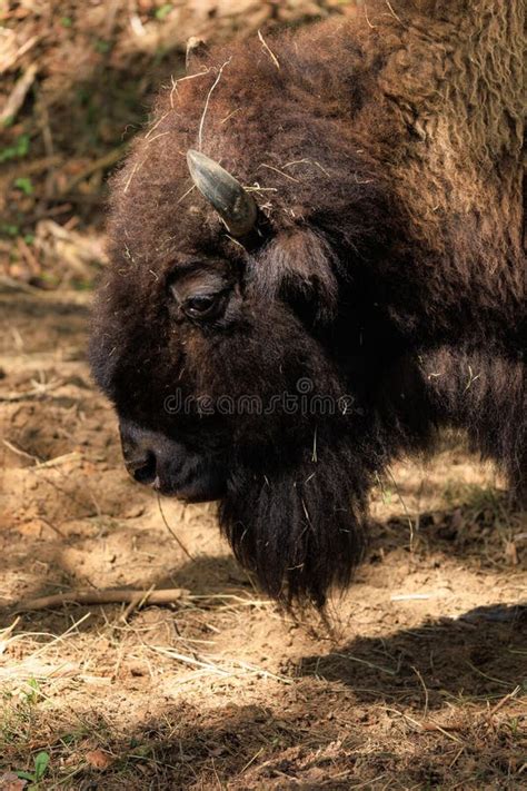 Bull Bison with Horns on a Summer Day Stock Photo - Image of large ...