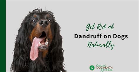dog dandruff  dry skin   home treatment